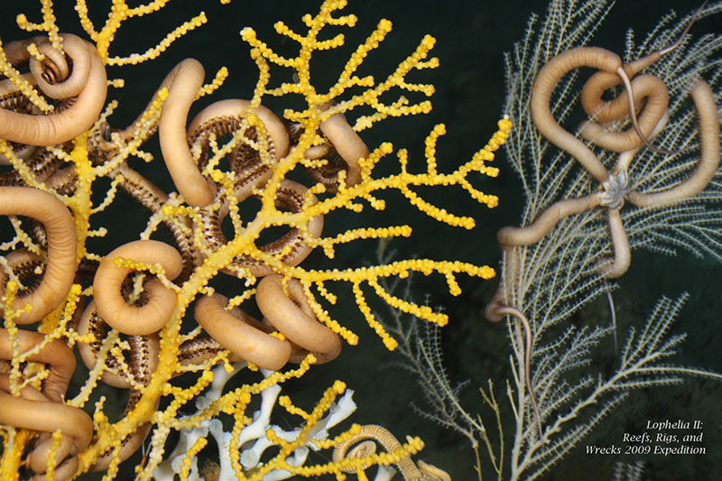 This image shows a diversity of deep-sea coral species, including two species of octocorals, or sea fans (Paramuricea in yellow and Callogorgia in light gray), one species of stony coral (Lophelia pertusa in white), and a brittle star (Asteroschema).