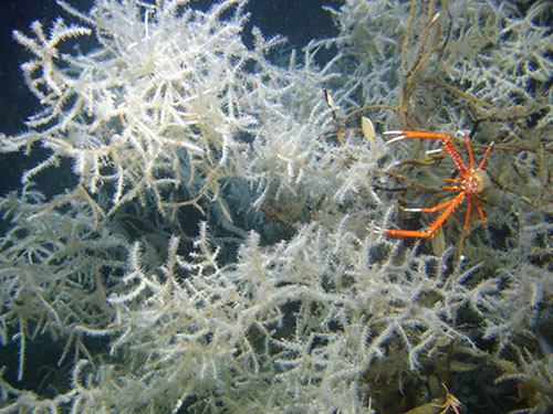 Deep-sea black coral, Leiopathes glaberrima, with commensal galatheoid crab photographed at 300 meters depth in the Gulf of Mexico. Individuals of this species have been dated to be over 2,000 years old, thereby making them some of the oldest known marine species.