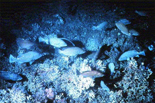 Black sea bass, scamp, and gag swimming around Oculina coral.