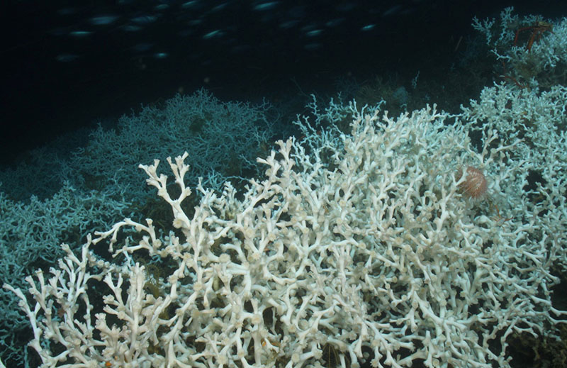 A dense aggregation of the deep-sea coral Lophelia pertusa at 500 meters depth in the northern Gulf of Mexico.