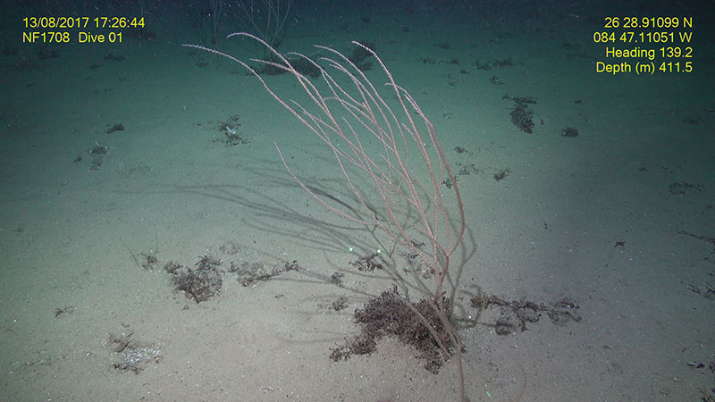Image of a bamboo coral captured by the ROV Odysseus near Long Mound on the West Florida Shelf at 412 meters depth.