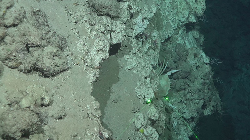 A section of carbonate ledge running through the target sites of discovery for the Southeast Deep Coral Initiative expedition. Invertebrates visible in the image include a golden crab (Chaceon fenneri) and juvenile sea fans. Laser dots are spaced 10 centimeters apart as a measurement reference.