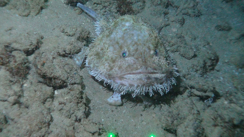 A goosefish (Lophiodes beroe) encountered on low relief hard bottom seafloor at 415 meters depth at Long Mound on the West Florida Shelf.