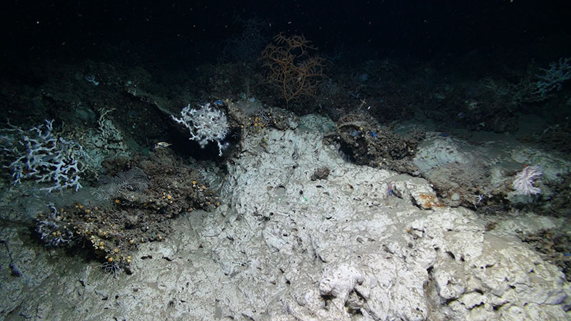 Much of the seafloor of Long Mound is eroded carbonate that has been colonized by invertebrates such as tubeworms, leaving a pitted look. This image shows live (white) and dead (brown) Lophelia pertusa and Leiopathes glabberima (orange) coral attached to the carbonate rock with a roughy swimming by.