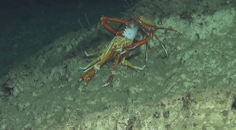 Squat lobster Eumunida picta dining out of another E. picta’s shell at 450 meters depth on Long Mound of the West Florida shelf.