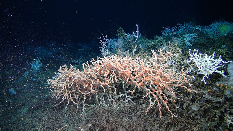 A rare sighting of orange Lophelia pertusa located at 500 meters depth at Many Mounds on the West Florida slope. The vast majority of L. pertusa in North American waters are stark white, like the colony to the right in this image.