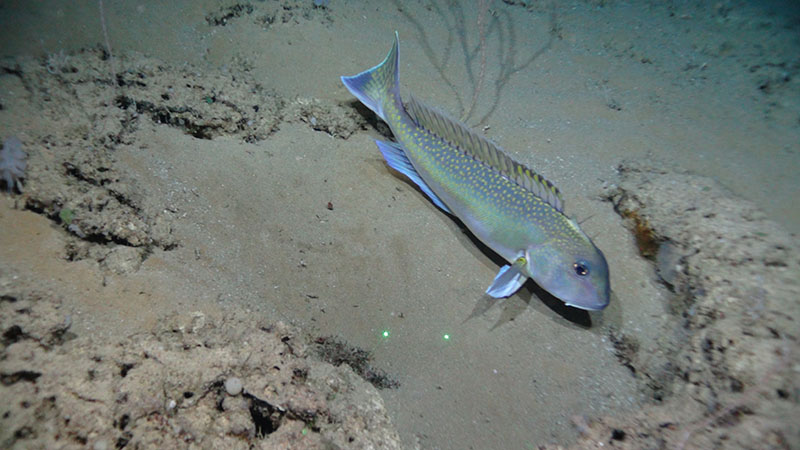 Golden tilefish seen on the ledge feature at Many Mounds.