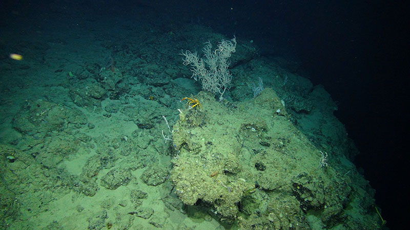 The ledge feature of Many Mounds, on the West Florida slope, inhabited by black coral (black corals often appear white or orange but are named for the color of their skeletons), squat lobsters, and small octocorals.
