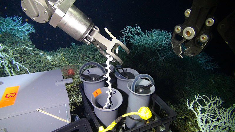 A robotic arm of the ROV Odysseus, collecting a sample of the deep-sea coral Lophelia pertusa for genetic analysis.