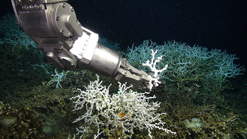 The robotic arm of remotely operated vehicle Odysseus sampling a small fragment of Lophelia pertusa on the West Florida slope.
