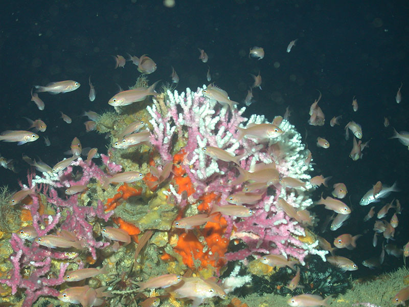 Deep-sea coral and fish thrive in Madison-Swanson Marine Reserve off the west coast of Florida, protected in 2000.