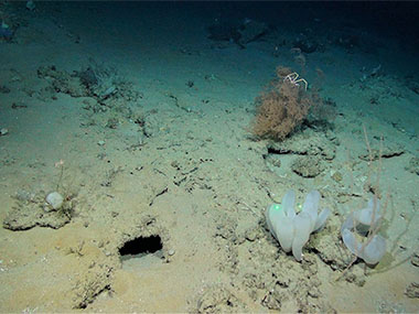 Southeast Deep Coral Initiative: Exploring Deep-Sea Coral Ecosystems ...