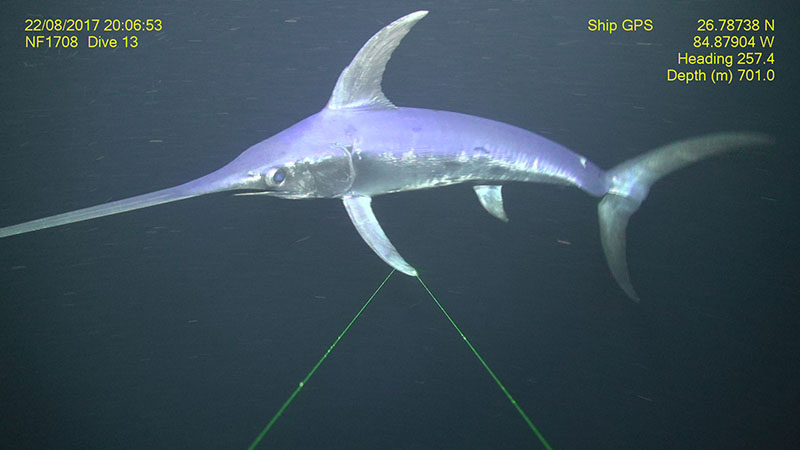 A swordfish Xiphius gladius at the ‘Wall in the North’ dive site southwest of Tampa, Florida.