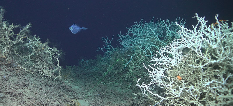 A tinselfish swims among Lophelia thickets at Okeanos Ridge on the West Florida slope. Tinselfish (Family Grammicolepididae) were one of the more commonly observed fish species around 500 meters depth.