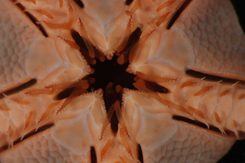 A close-up of the mouth of a brittle star from APEI 7.