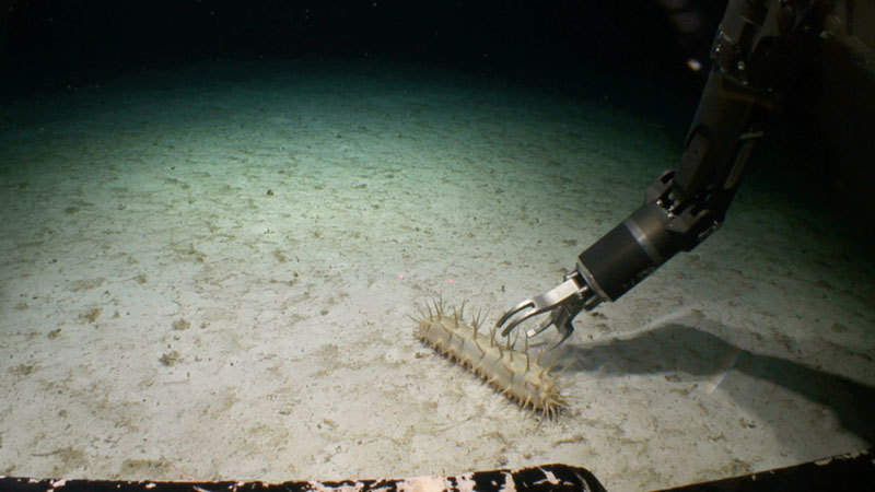 A 40 centimeter long elasipod sea cucumber about to be collected by the ROV Lu’ukai’s manipulator. This sea cucumber, with 92 feet, 7 lips, and numerous spikey processes, and was found at 3,500 meter depth atop a seamount. It walks along the seafloor using its 92 podia or feet.