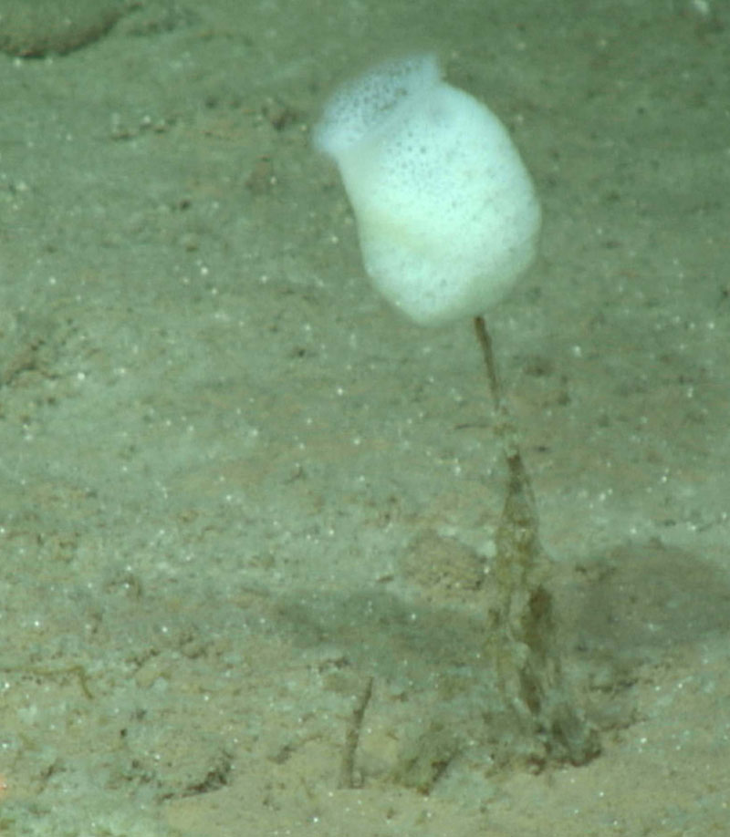 A stalked glass sponge (Class: Hexactinellida) “growing” on the abyssal plain of APEI 4. The latticework skeleton of a glass sponge is siliceous, i.e. made of glass. The distance between the two laser points is 15 centimeters.