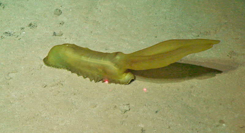 A large sea cucumber, Psychropotes longicauda, on the abyssal plain.