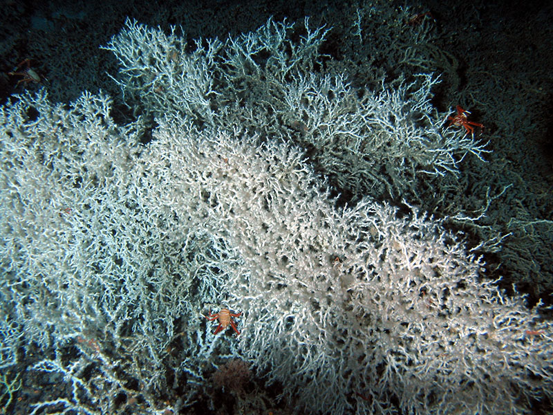 Live Lophelia colonies are bright white to slightly pink in color, which distinguishes them from the underlying darker dead coral matrix. The dead coral is a natural part of the deep reef ecosystem, and provides valuable habitat for many associated invertebrates and fishes.
