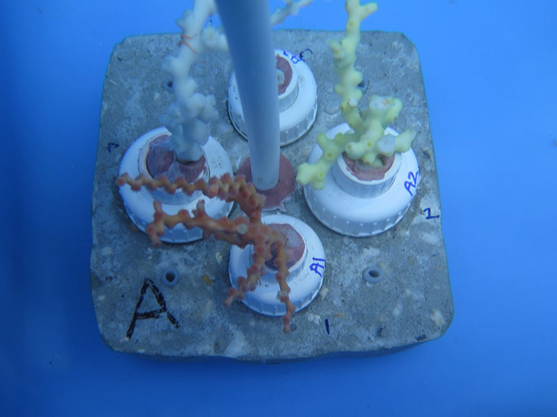 This image of one of the coral experimental units shows fragments of Enallopsammia (yellow, right), Madrepora (orange, front), Lophelia (white, left), with a small brittlestar still clinging to its branch after all the processing.