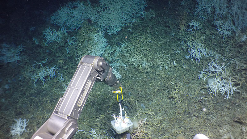The experiment has been returned to the seafloor and will be collected next year when we return.