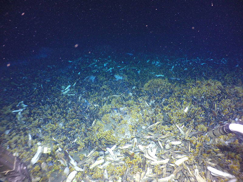 An example of the abundant mussel beds seen at Blake Ridge seep.