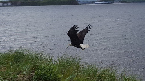 We saw several bald eagles soaring over the beautiful landscape.