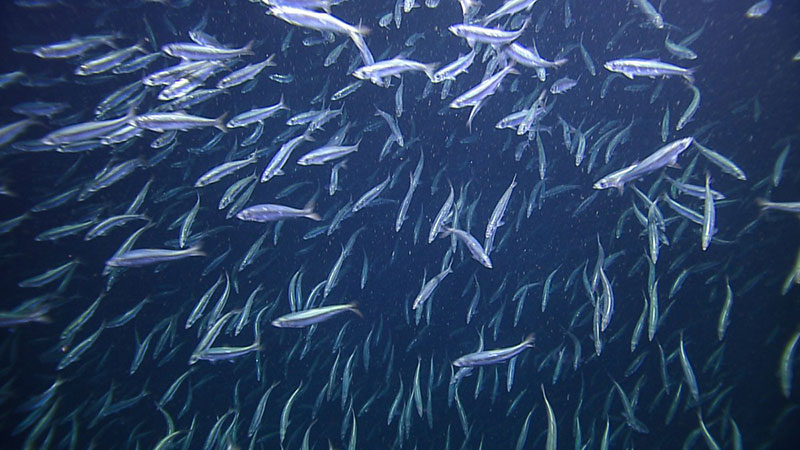 By moving through the food web from the plankton they eat upward to several important secondary consumers that prey upon them, Clupea pallasii is considered a keystone species. Herring form large schools and range from the surface down to 400 meters. Once each year, the adults migrate to shoreline estuaries to spawn. This school was encountered at ~300 meters as ROV Hercules descended at Barkley Canyon.