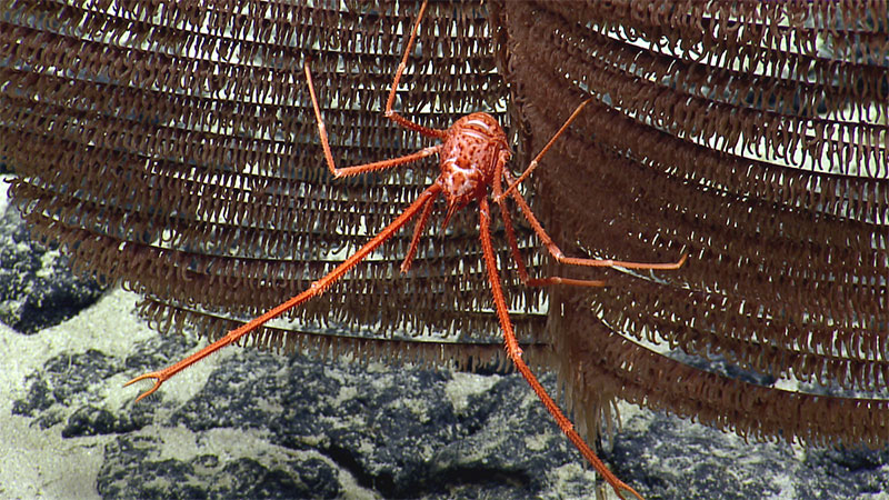 While corals and sponges dominate the initial biodiversity studies of seamounts, various species of a crustacean called a squat lobster, like this Uroptychus sp. were seen on many dives. 
