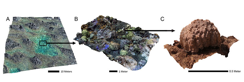 Figure 1: Example of 3D reef reconstructions at multiple scales. (a) Oblique view of large area of reef substrate surveyed with drone imagery showing; (b) oblique view of a 3D model of coral colonies (millimeter-resolution); and (c) an individual colony (millimeter-resolution) reconstructed from this same location surveyed with single lens cameras.