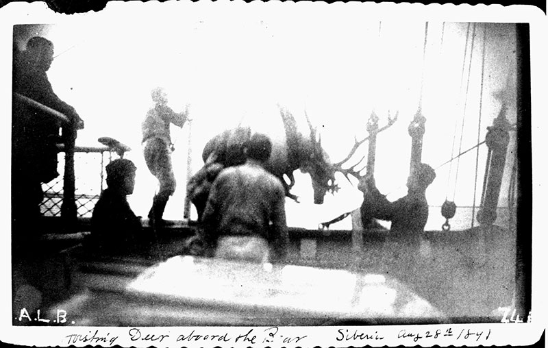 Faded image of reindeer hauled on board Cutter Bear in August of 1891.