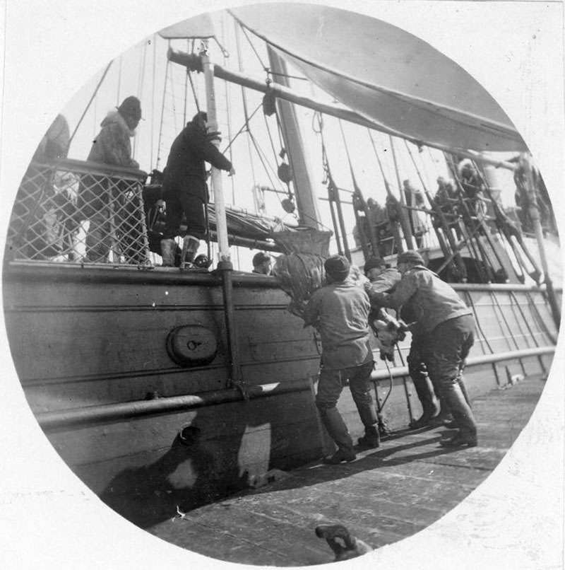 Loading reindeer from the docks on board the Bear in 1896.