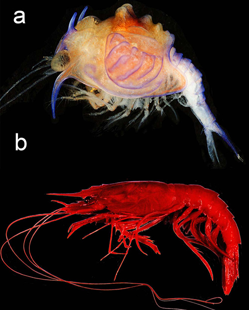 Figure A: Cerataspis monstrosa the ‘monster’ larva that has remained unlinked to an adult form for 184 years. Figure B: Plesiopenaeus armatus the adult form of C. monstrosa.
