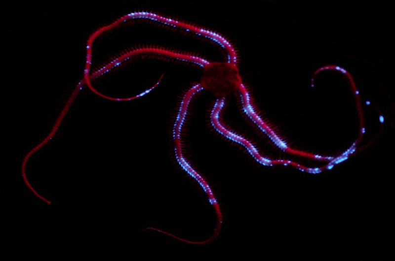 Bioluminescence of the ophiuroid Ophiochiton ternispinus.