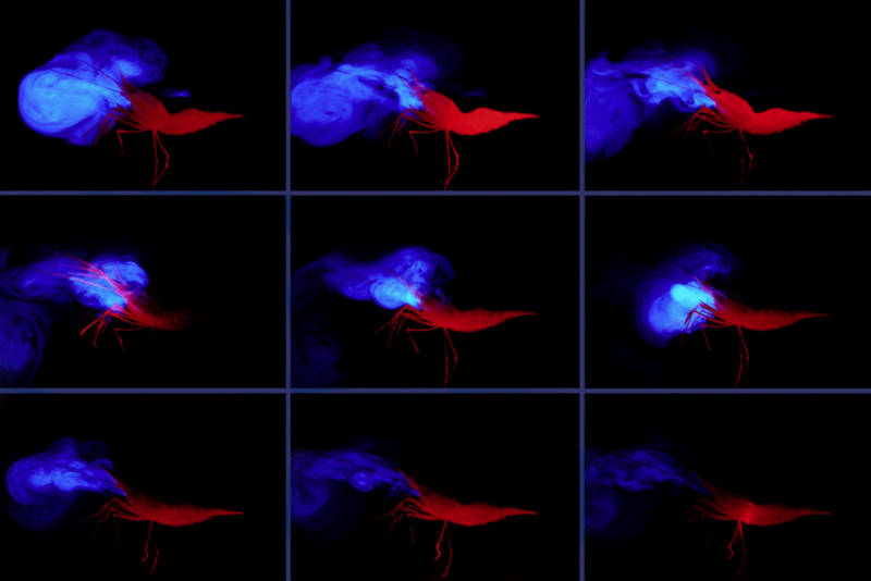 Sequence of the deep-sea pandalid shrimp Heterocarpus ensifer ‘vomiting’ light from glands located near its mouth.