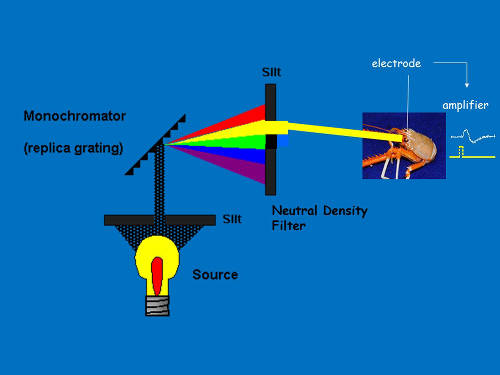 Figure 1. Diagram of monochromatic light stimulus.