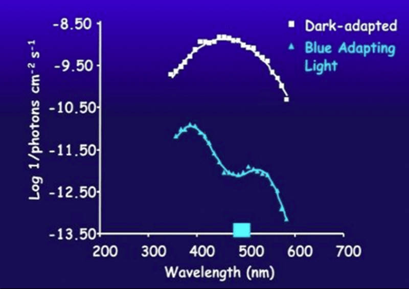 Figure 2. Spectral sensitivity of dark-adapted eye (white) and after chromatic adaptation with blue light (blue line) in a species with blue and violet visual pigments.