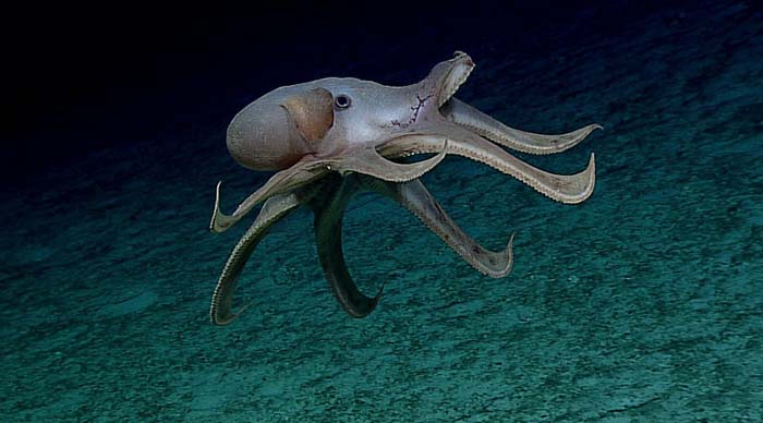 Journey into Midnight: Light and Life Below the Twilight Zone: Background:  Cephalopods: NOAA Office of Ocean Exploration and Research