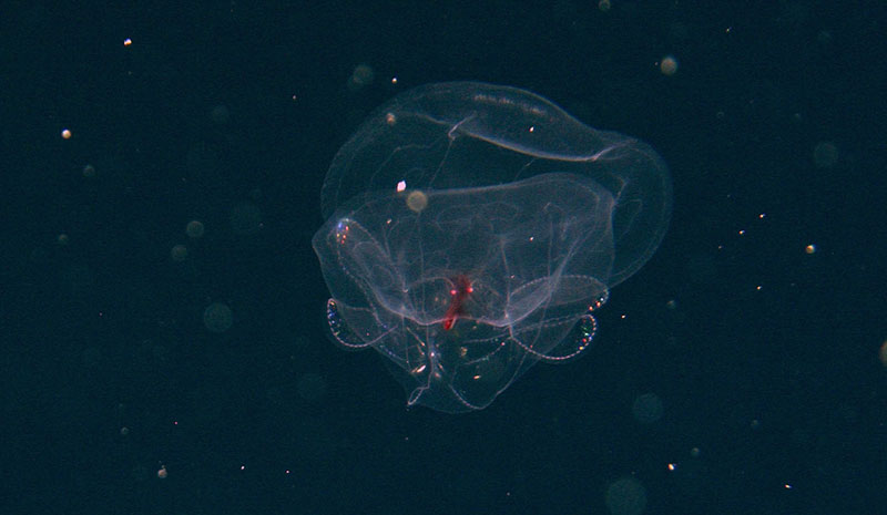 The deep-sea ctenophore, Bathocyroe foserti, as photographed from the ROV at ~1,800 meters (5,905 feet). 