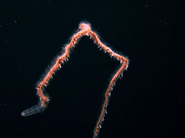 Image Gallery: NOAA Ocean Exploration and Research