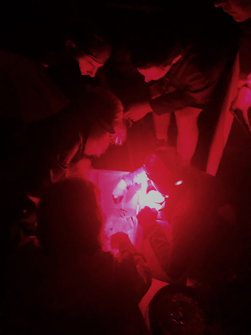 Science team observing deep-sea animals collected from a trawl using their red lights to not disturb the organisms. 