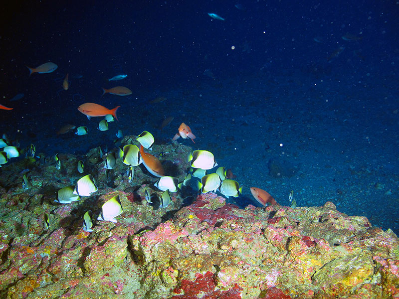 Reef fish at Elvers Bank at 83 m deep (272 ft).