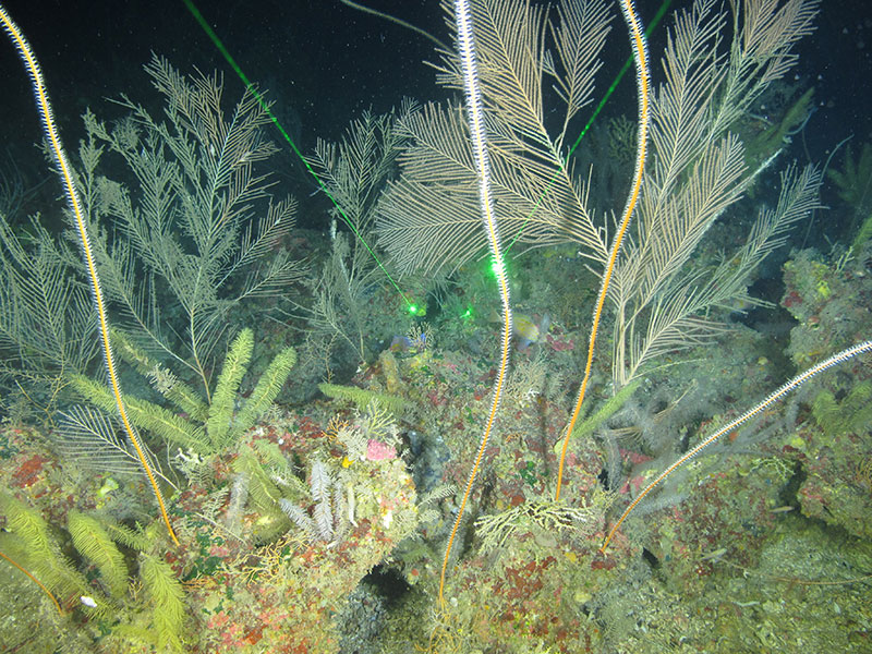 A dense coral garden harboring octocorals, black corals, coralline algae, sponges, and cup corals, located at Elvers Bank at 117 meters (384 feet) depth. Image credit: FGBNMS/UNCW-UVP