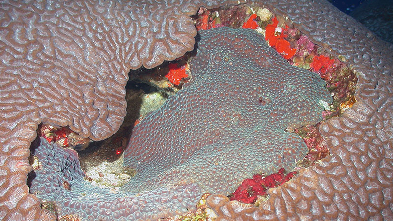 Figure 2. McGrail Bank habitat includes some large coral colonies (Montastraea cavernosa and Colpophyllia natans) that are also found at East and West Flower Garden Banks.