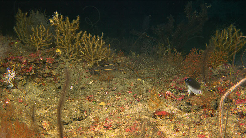 View from the ROV of a coral community at 81 meters (265 feet) deep on Diaphus Bank.