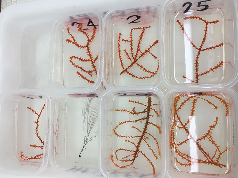 Mesophotic corals Swiftia exserta and Antipathes furcata collected at Diaphus Bank. Corals are processed for genetics and stable isotope analyses. Image courtesy of NOAA.