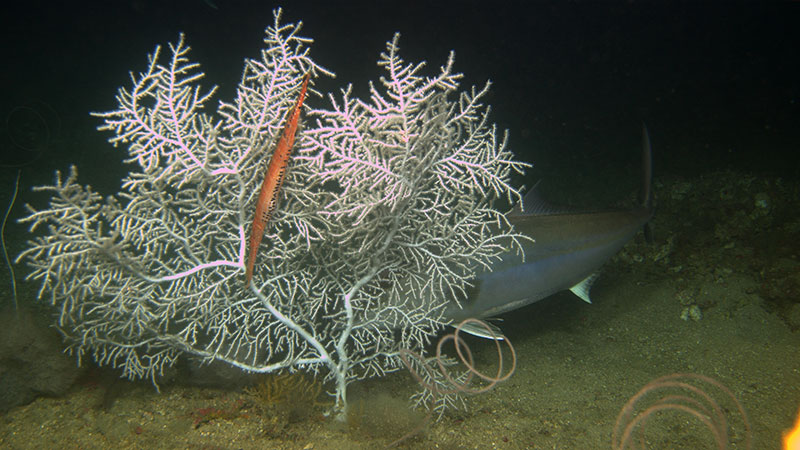 Hypnogorgia pendula, an abundant coral species in mesophotic banks of the Gulf of Mexico.