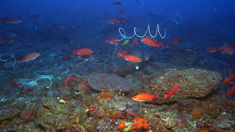 An image of a mesophotic habitat in the Gulf of Mexico collected using the high-resolution camera on the <em>Global Explorer</em> remotely operated vehicle.