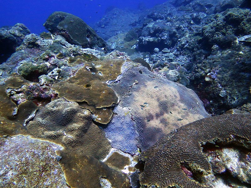 Coral colonies can grow to enormous proportions, often over one meter (three feet) in diameter or height. These colonies contribute to the high complexity of the coral caps and provide habitat for a diverse array of fishes and invertebrates.