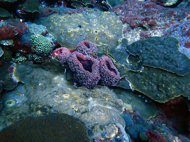 Due to its high-latitude location within the Gulf of Mexico, the Flower Garden Banks hosts only 31 of the 82 scleractinian coral species found elsewhere in the Caribbean. However, coral cover remains close to 50 percent and is dominated by Orbicella spp., Montastraea cavernosa, Colpophyllia natans, and Pseudodiploria strigosa.